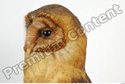 Head Owl